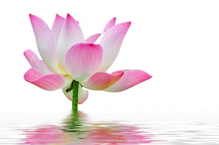 花1